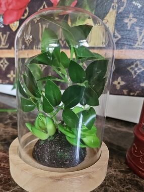 Green Faux Plant Dome  Cloches Terrarium with Wooden Base